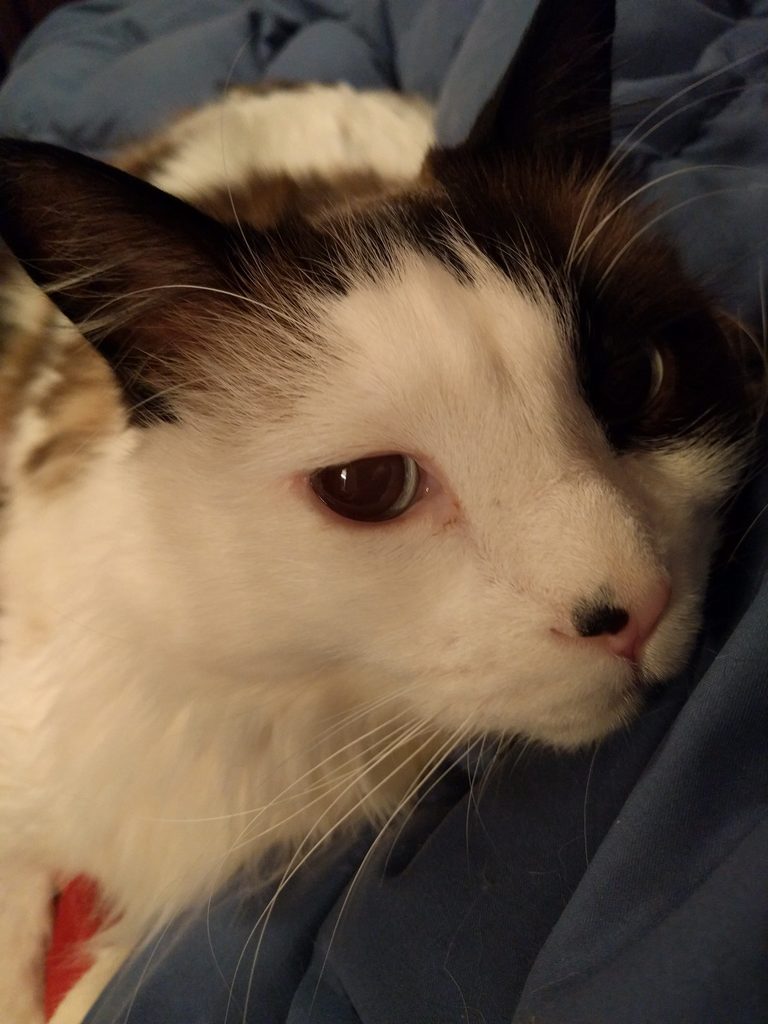 A Cat named Bines on someone's shoulder